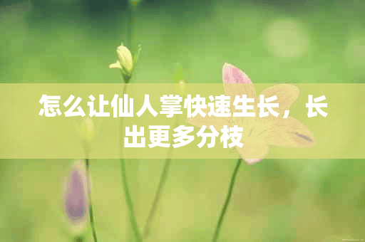 怎么让仙人掌快速生长，长出更多分枝