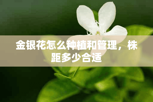 金银花怎么种植和管理，株距多少合适