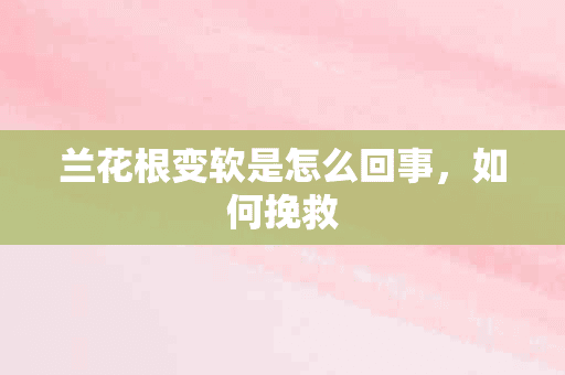 兰花根变软是怎么回事，如何挽救