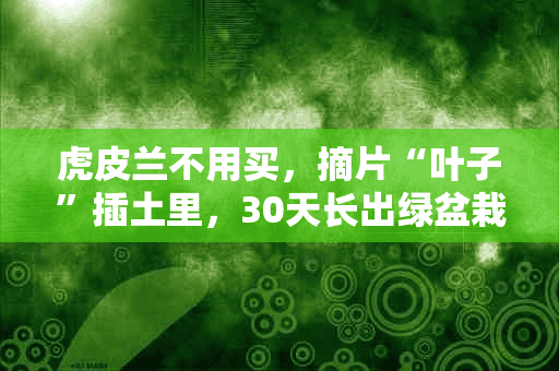 虎皮兰不用买，摘片“叶子”插土里，30天长出绿盆栽！