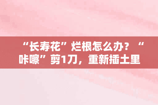 “长寿花”烂根怎么办？“咔嚓”剪1刀，重新插土里就能活