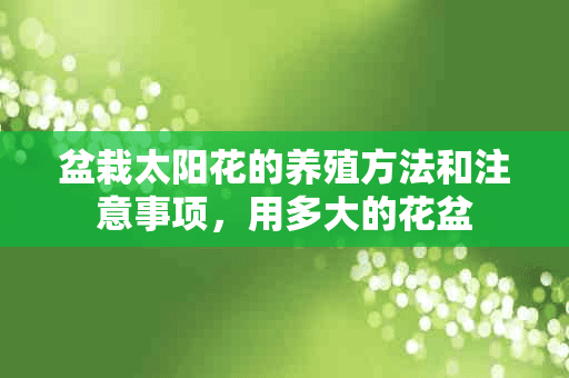 盆栽太阳花的养殖方法和注意事项，用多大的花盆