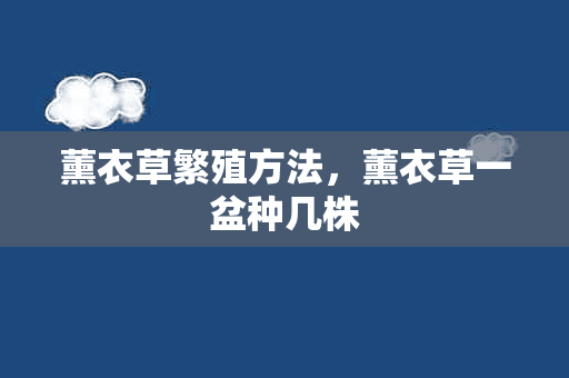 薰衣草繁殖方法，薰衣草一盆种几株