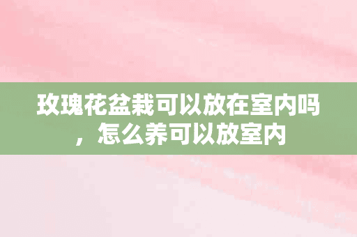 玫瑰花盆栽可以放在室内吗，怎么养可以放室内