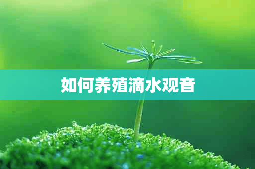 如何养殖滴水观音