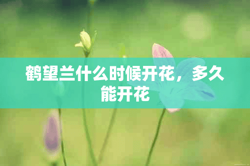 鹤望兰什么时候开花，多久能开花