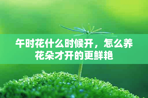 午时花什么时候开，怎么养花朵才开的更鲜艳