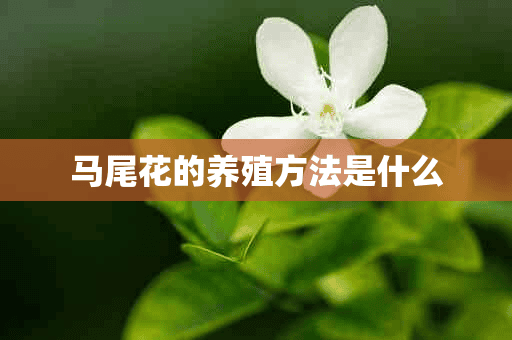 马尾花的养殖方法是什么