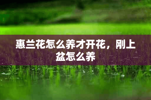 惠兰花怎么养才开花，刚上盆怎么养