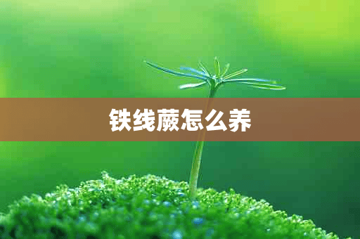 铁线蕨怎么养