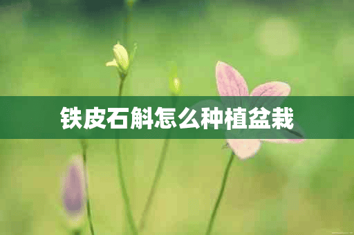 铁皮石斛怎么种植盆栽