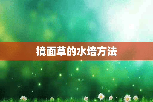 镜面草的水培方法