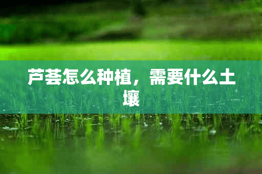 芦荟怎么种植，需要什么土壤