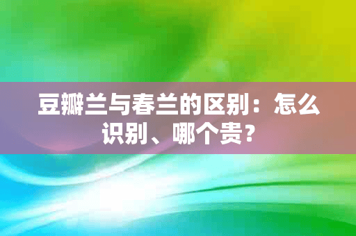 豆瓣兰与春兰的区别：怎么识别、哪个贵？