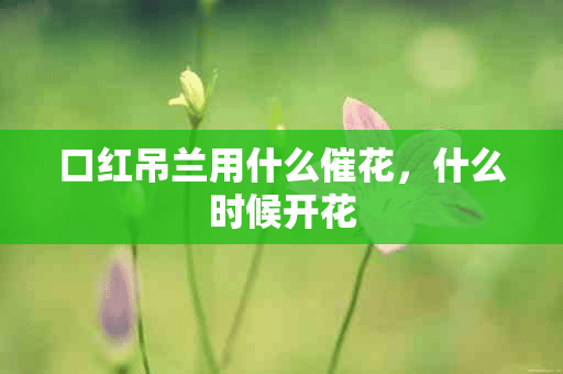 口红吊兰用什么催花，什么时候开花