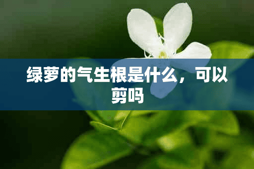 绿萝的气生根是什么，可以剪吗