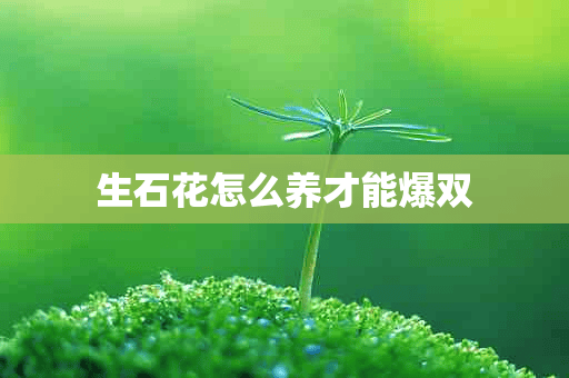 生石花怎么养才能爆双