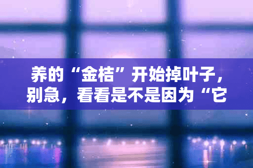 养的“金桔”开始掉叶子，别急，看看是不是因为“它”？