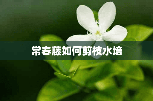 常春藤如何剪枝水培