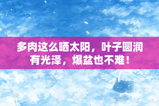 多肉这么晒太阳，叶子圆润有光泽，爆盆也不难！