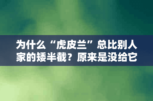 为什么“虎皮兰”总比别人家的矮半截？原来是没给它喂点“药”，只要1粒就可以