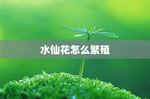 水仙花怎么繁殖