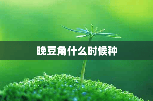 晚豆角什么时候种