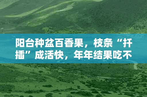 阳台种盆百香果，枝条“扦插”成活快，年年结果吃不完！