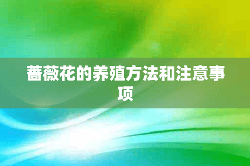 蔷薇花的养殖方法和注意事项