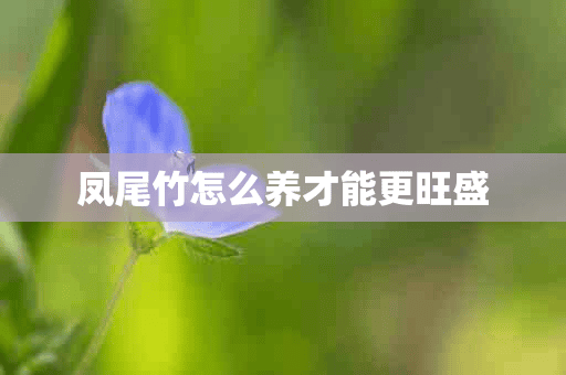 凤尾竹怎么养才能更旺盛