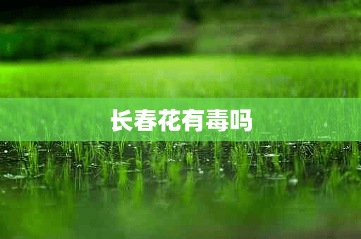 长春花有毒吗