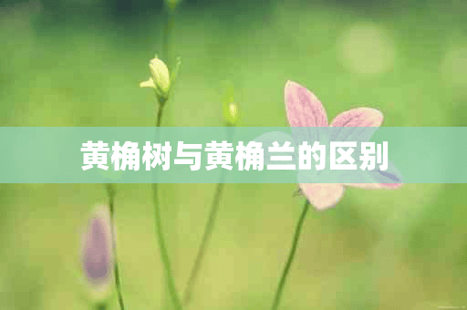 黄桷树与黄桷兰的区别