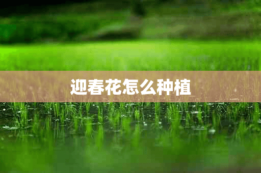 迎春花怎么种植