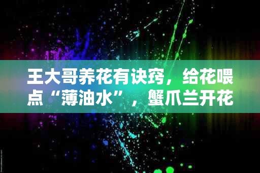 王大哥养花有诀窍，给花喂点“薄油水”，蟹爪兰开花盆盆旺！