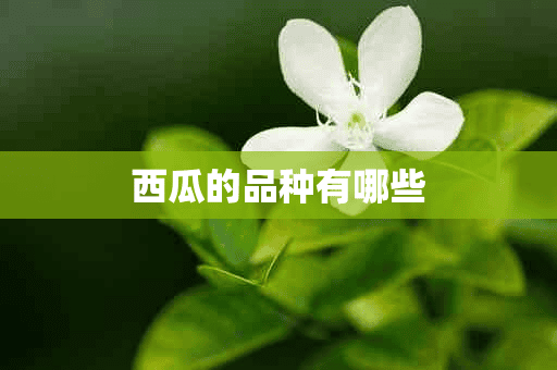 西瓜的品种有哪些