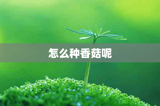 怎么种香菇呢