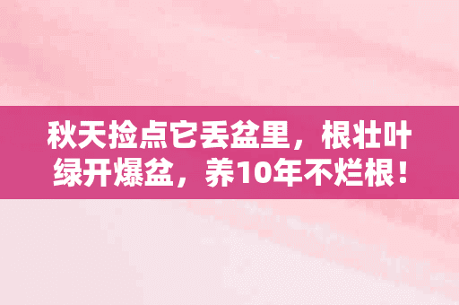 秋天捡点它丢盆里，根壮叶绿开爆盆，养10年不烂根！