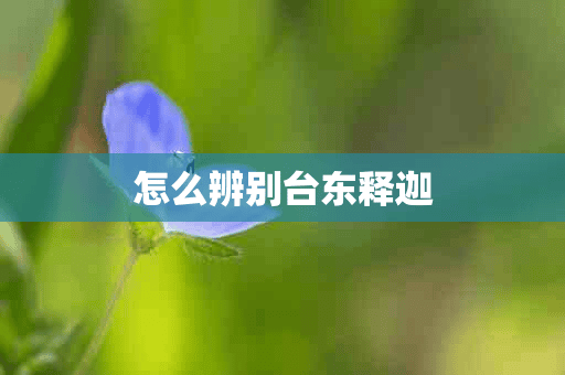 怎么辨别台东释迦