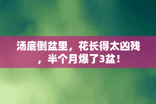 汤底倒盆里，花长得太凶残，半个月爆了3盆！