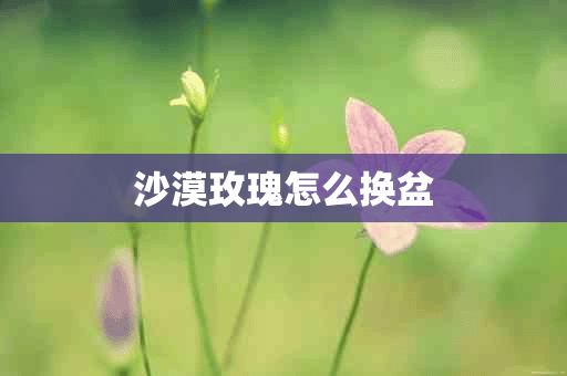 沙漠玫瑰怎么换盆