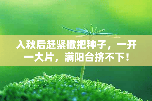 入秋后赶紧撒把种子，一开一大片，满阳台挤不下！