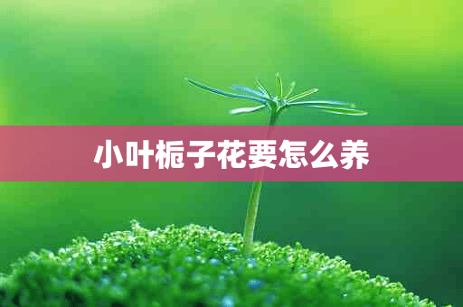 小叶栀子花要怎么养