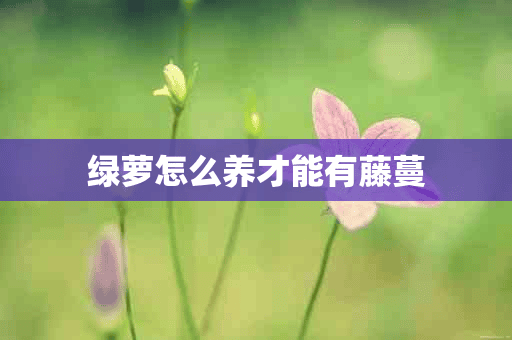 绿萝怎么养才能有藤蔓