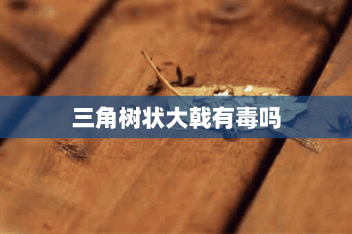 三角树状大戟有毒吗