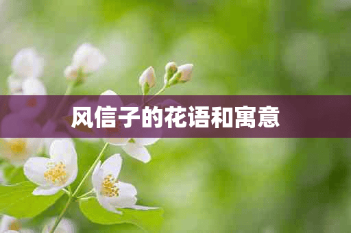 风信子的花语和寓意