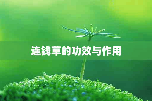 连钱草的功效与作用