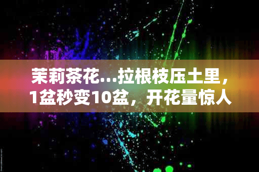 茉莉茶花…拉根枝压土里，1盆秒变10盆，开花量惊人！