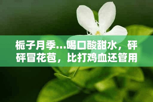 栀子月季…喝口酸甜水，砰砰冒花苞，比打鸡血还管用！