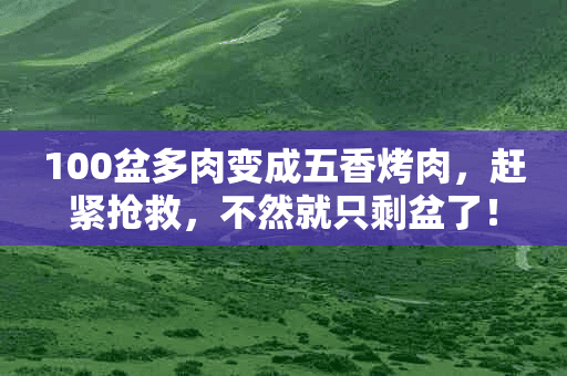 100盆多肉变成五香烤肉，赶紧抢救，不然就只剩盆了！