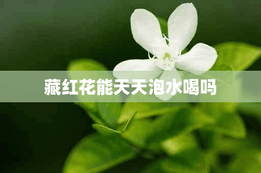 藏红花能天天泡水喝吗